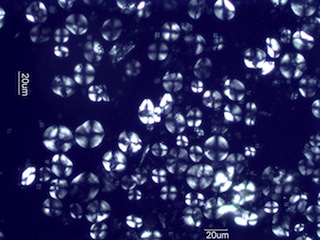Barley Starch Under the Microscope
