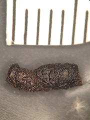 Bat Feces