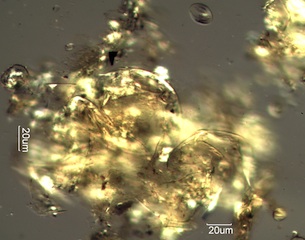 Pollen from Honeybee Frass