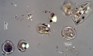 Pollen from Honeybee Frass