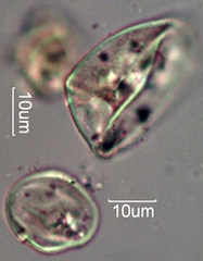 Pollen from Honeybee Frass