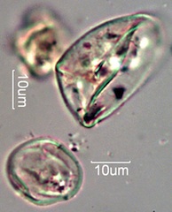 Pollen from Honeybee Frass