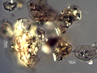 Pollen from Honeybee Frass