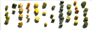 Bee Pollen