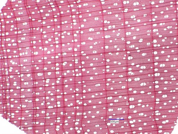 Betula papyrifera, Cross Section