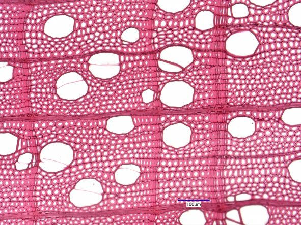 Betula papyrifera, Cross Section