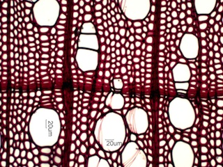 Betula papyrifera, Cross-Section