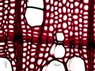 Betula papyrifera, Cross-Section