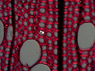 Betula papyrifera, Cross-Section