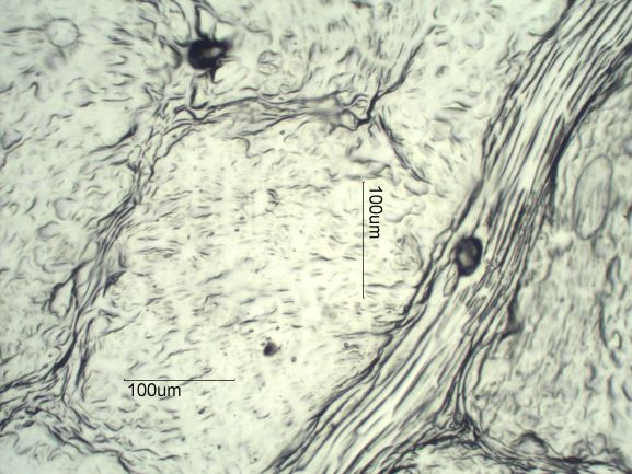 Stomata Under The Microscope