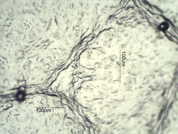 Stomata Under The Microscope