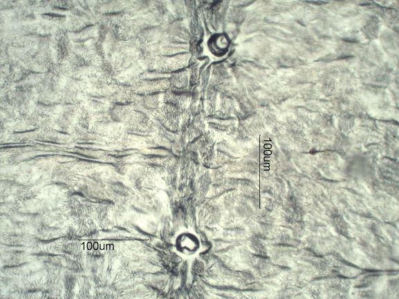 Stomata Under The Microscope