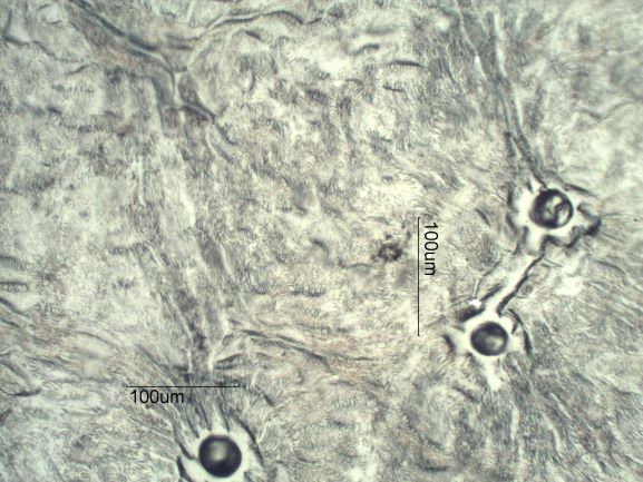 Stomata Under The Microscope