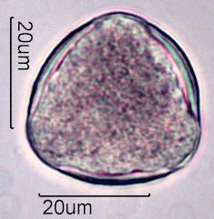 Pollen from Bigleaf Maple (Acer macrophyllum) Under the Microscope