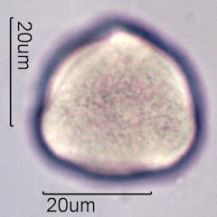 Pollen from Bigleaf Maple (Acer macrophyllum) Under the Microscope