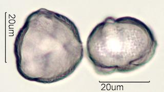 Pollen from Bigleaf Maple (Acer macrophyllum) Under the Microscope