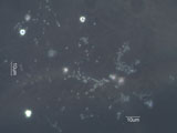 Clay Biofilm from Water
