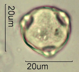 Birch Pollen