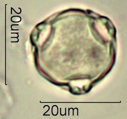 Birch Pollen