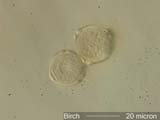 Paper Birch Pollen