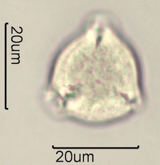 Bitter Cherry Pollen