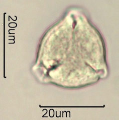 Bitter Cherry Pollen