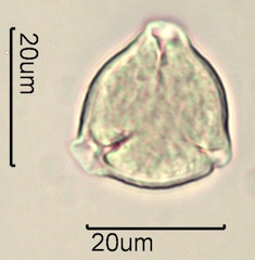 Bitter Cherry Pollen