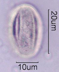 Bittercress Pollen