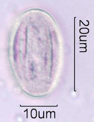 Bittercress Pollen