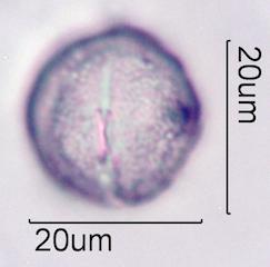 Bittercress Pollen