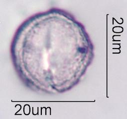 Bittercress Pollen