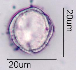 Bittercress Pollen