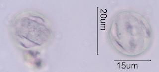 Bittercress Pollen