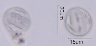 Bittercress Pollen