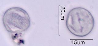 Bittercress Pollen
