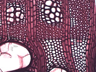 Black Locust, Cross-Section