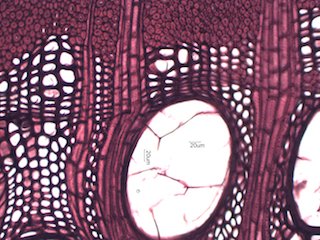 Black Locust, Cross-Section