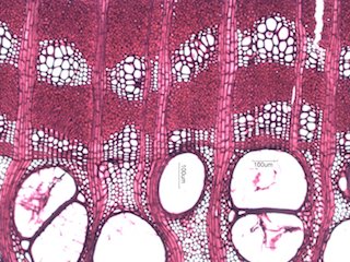 Black Locust, Cross-Section