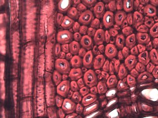 Black Locust, Cross-Section