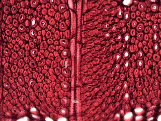 Black Locust, Cross-Section
