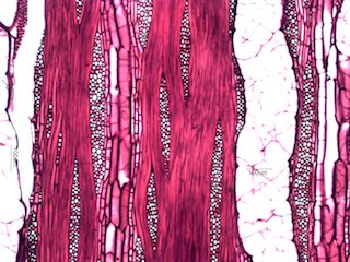 Black Locust, Tangential Section