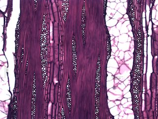 Black Locust, Tangential Section