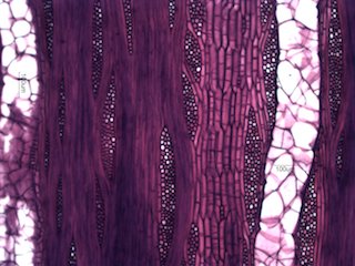 Black Locust, Tangential Section