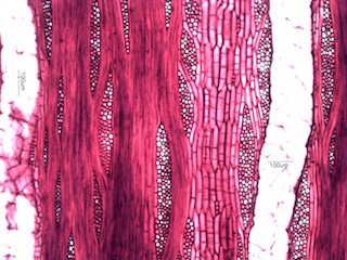 Black Locust, Tangential Section