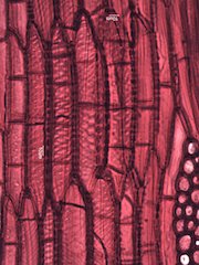 Black Locust, Tangential Section