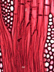 Black Locust, Tangential Section