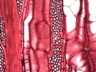 Black Locust, Tangential Section