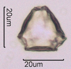 Blackberry Pollen Under the Microscope