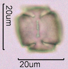 Blackberry Pollen Under the Microscope