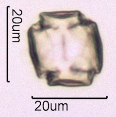 Blackberry Pollen Under the Microscope